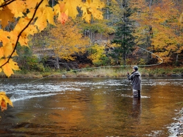 Best Fly Fishing Rods